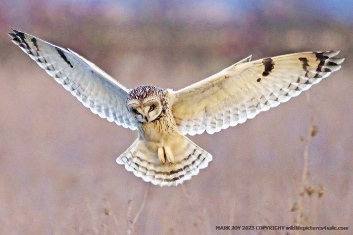 Short-eared Owl