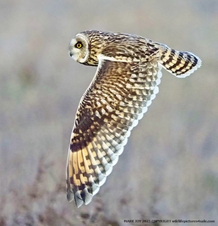 Short-eared Owl