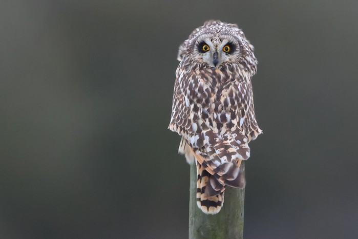 Short-eared Owl
