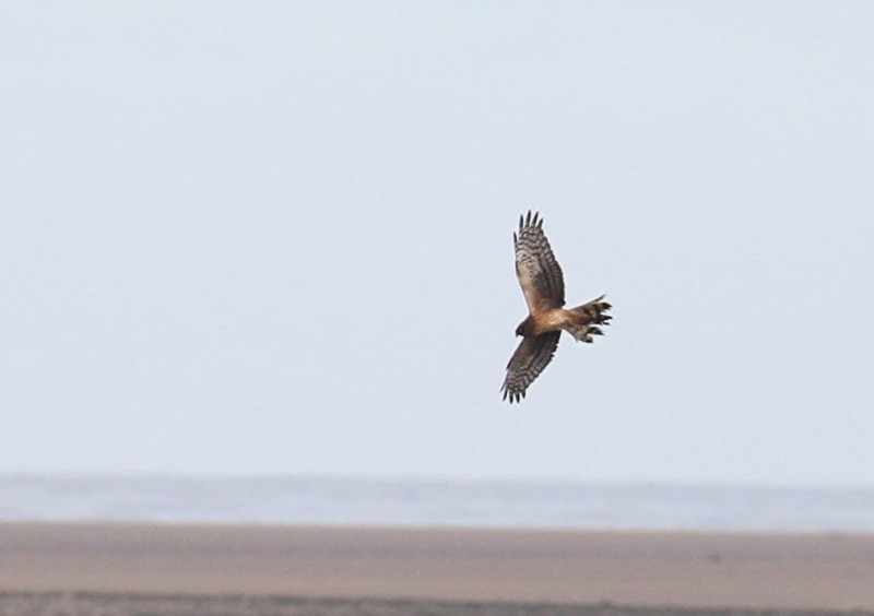 Northern Harrier