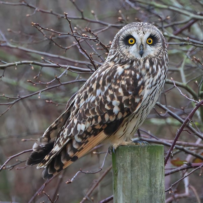 Short-eared Owl