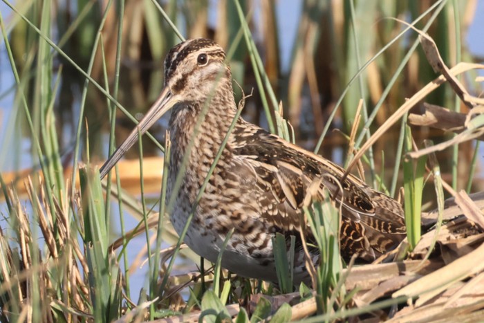Snipe
