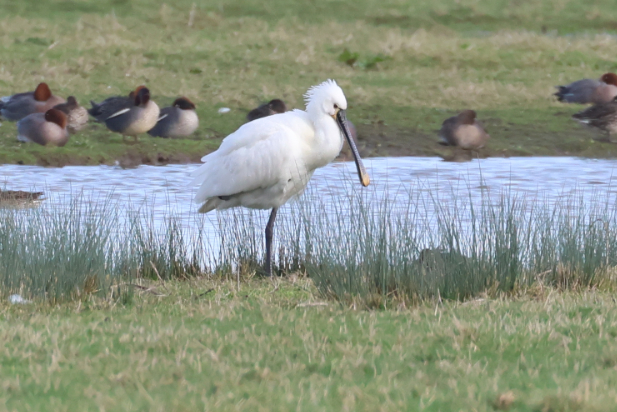 Spoonbill