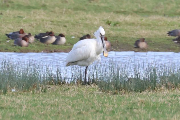 Spoonbill