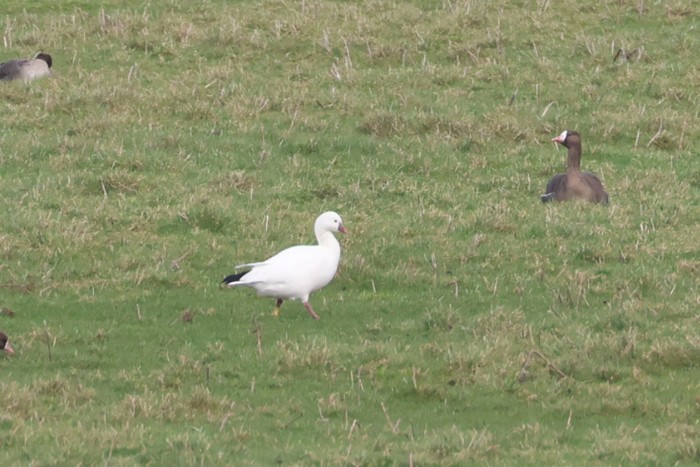 Ross's Goose
