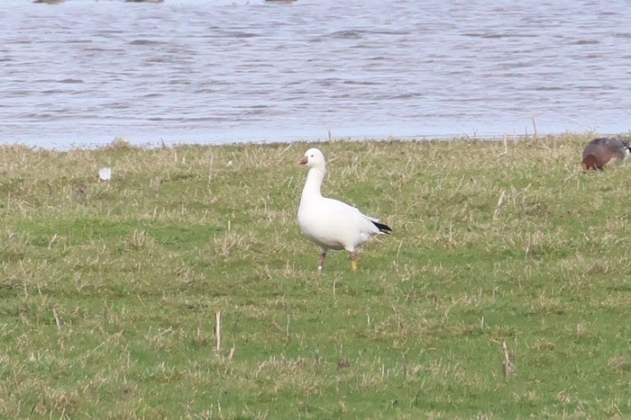 Ross's Goose