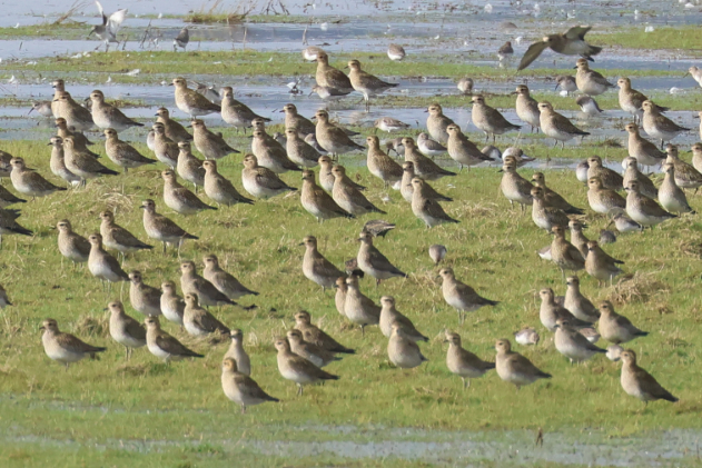 Golden Plover