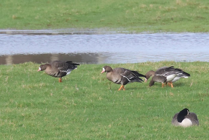 Russian White-fronted Goose