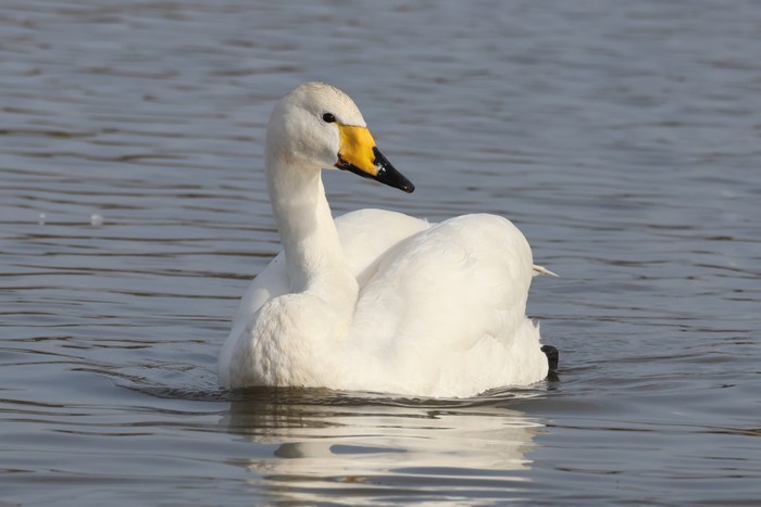 Whooper Swan