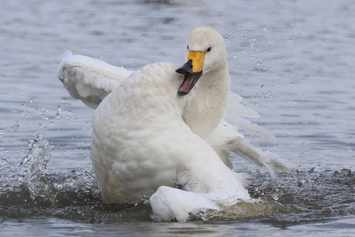 Whooper Swan