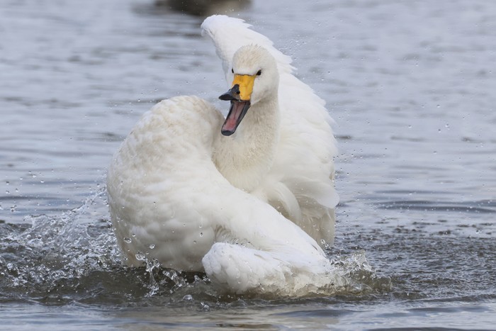 Whooper Swan