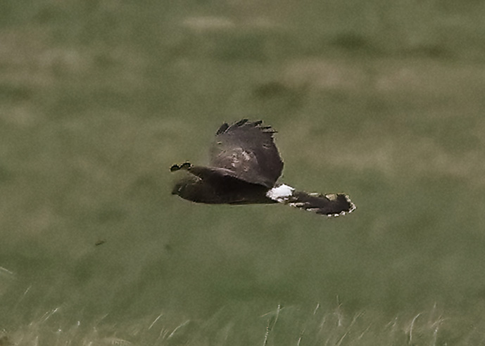 Hen Harrier