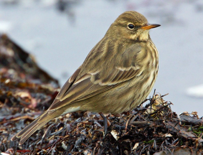 Rock Pipit