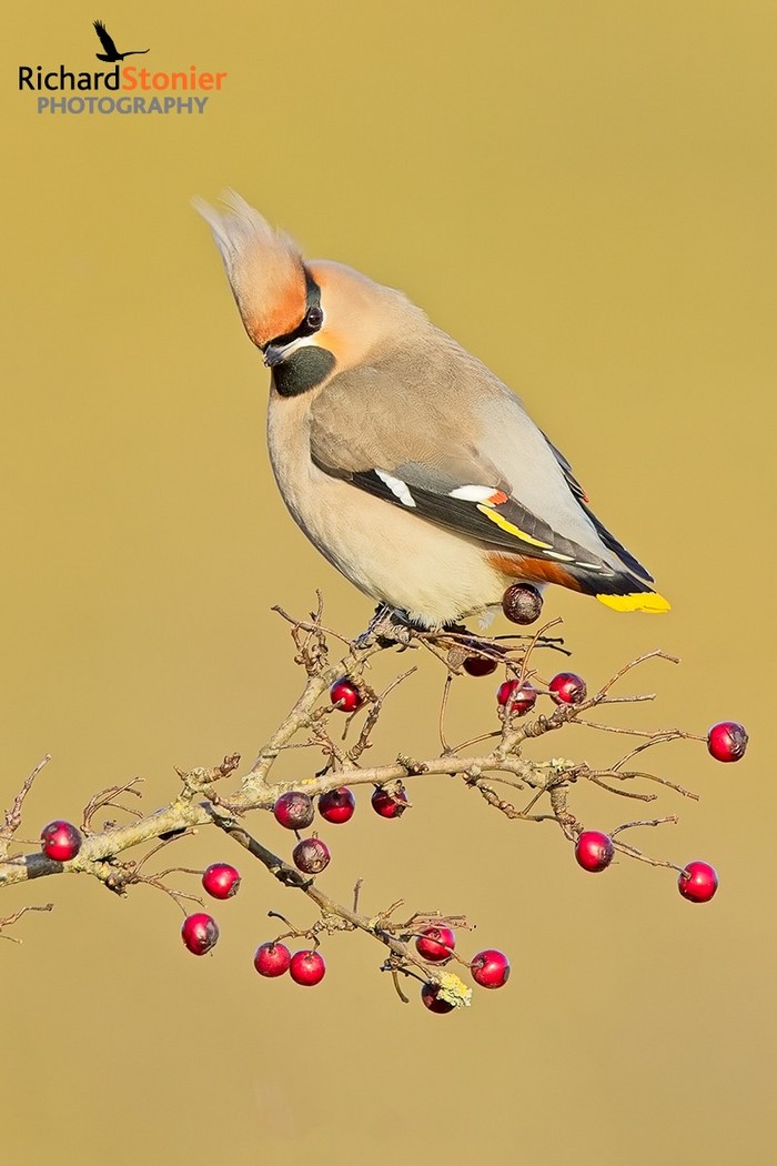 Waxwing