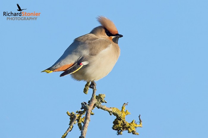 Waxwing