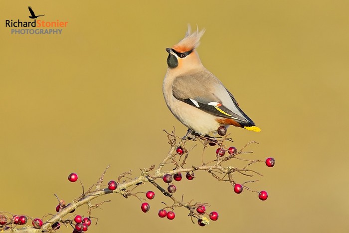 Waxwing