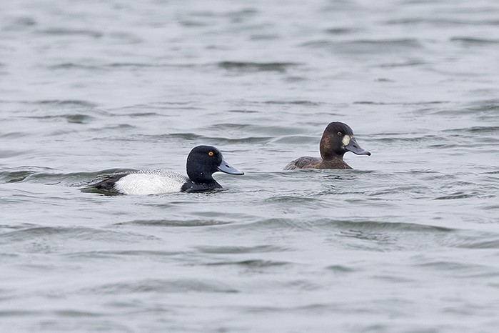 Lesser Scaup