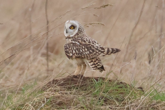 Short-eared Owl