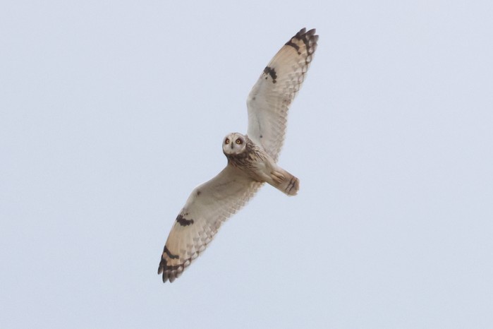 Short-eared Owl