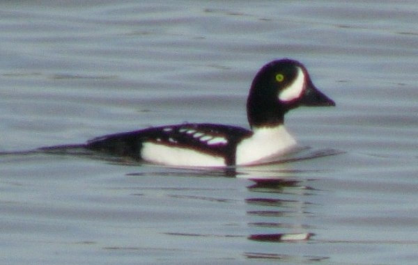 Barrow's Goldeneye