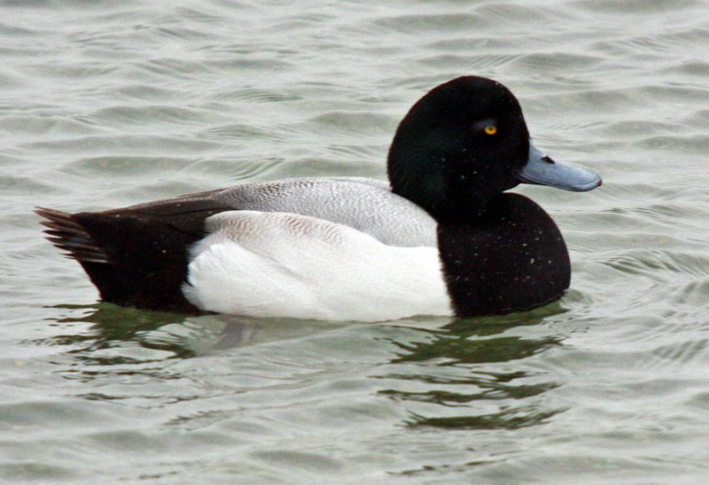 Scaup