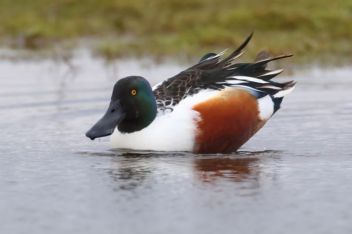 Shoveler