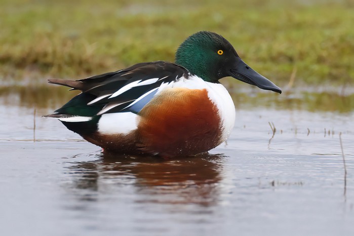 Shoveler