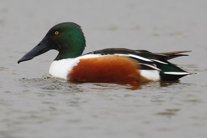Shoveler