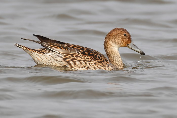 Pintail