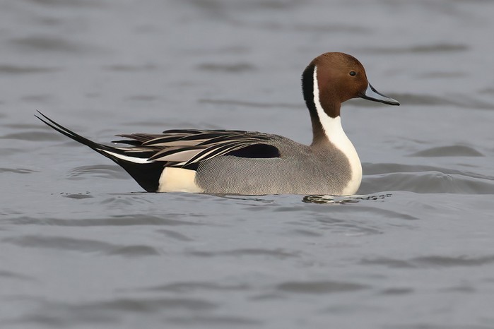 Pintail