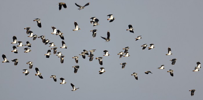 Lapwing