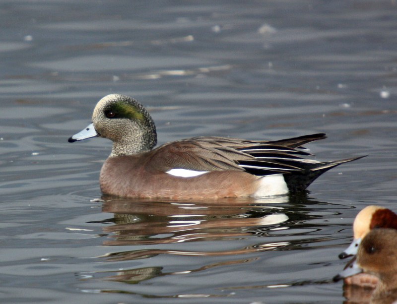 American Wigeon