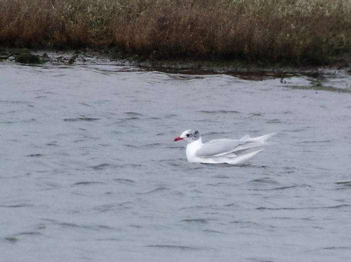 Mediterranean Gull