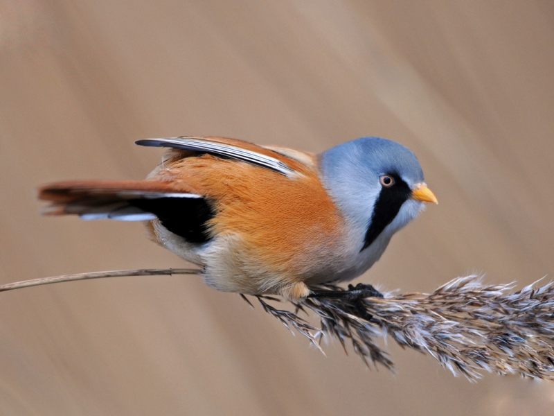 Bearded Tit