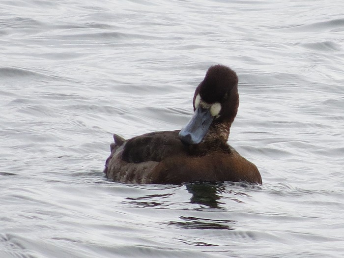 Scaup