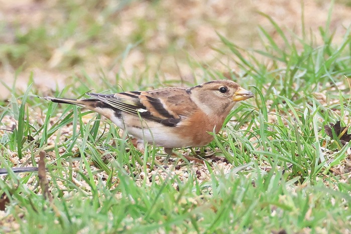 Brambling