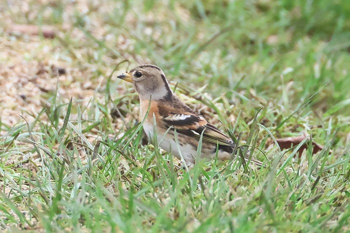 Brambling