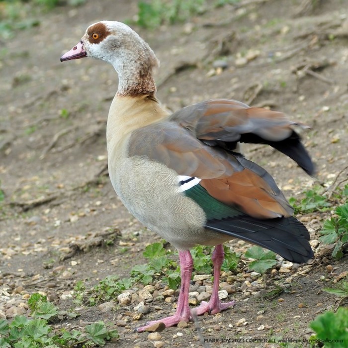 Egyptian Goose