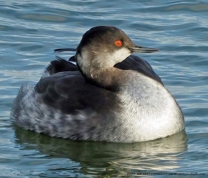 Black-necked Grebe