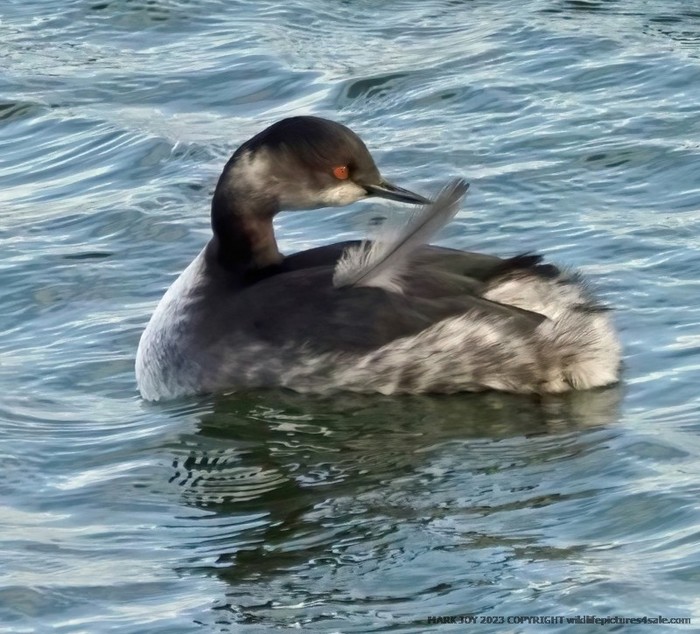 Black-necked Grebe