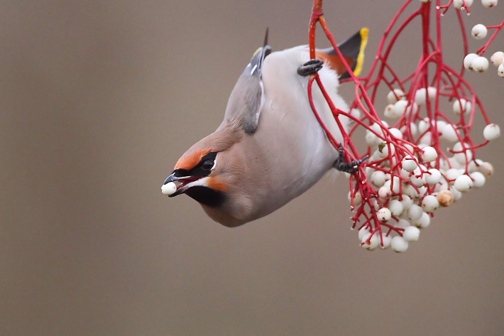 Waxwing