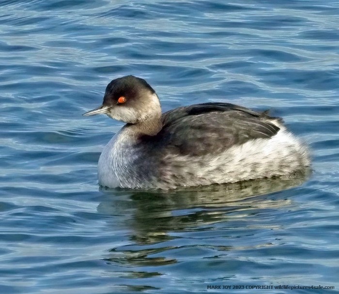 Black-necked Grebe