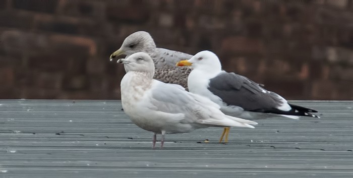 Kumlien's Gull