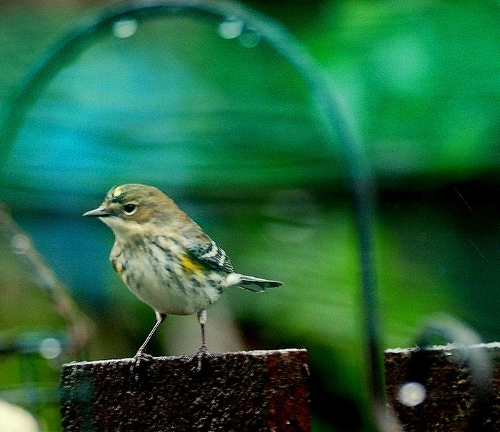 Myrtle Warbler