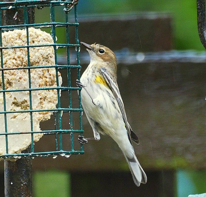 Myrtle Warbler