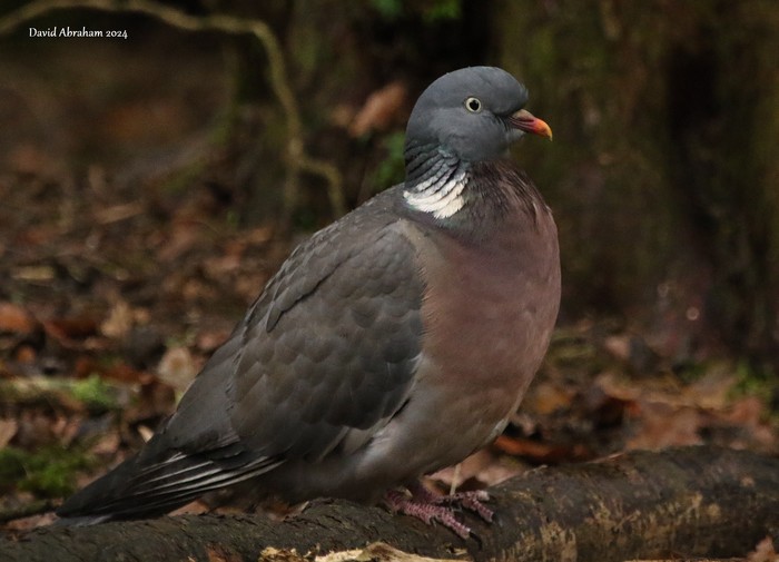 Woodpigeon