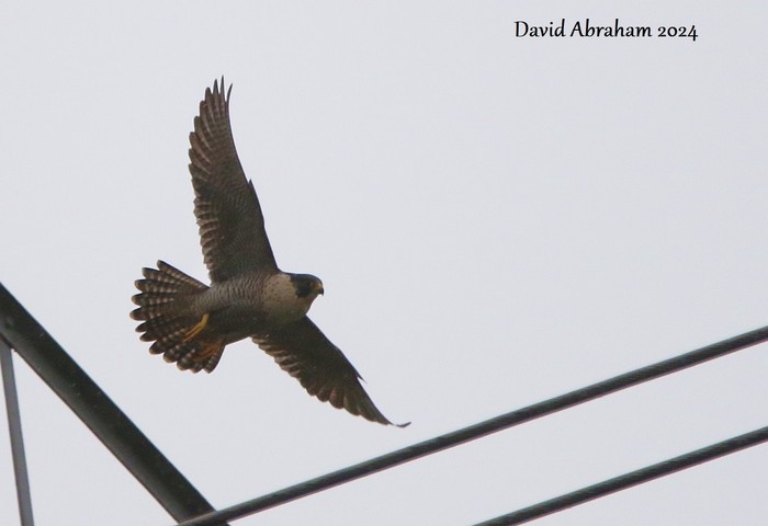 Peregrine 