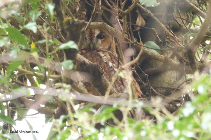 Tawny Owl 