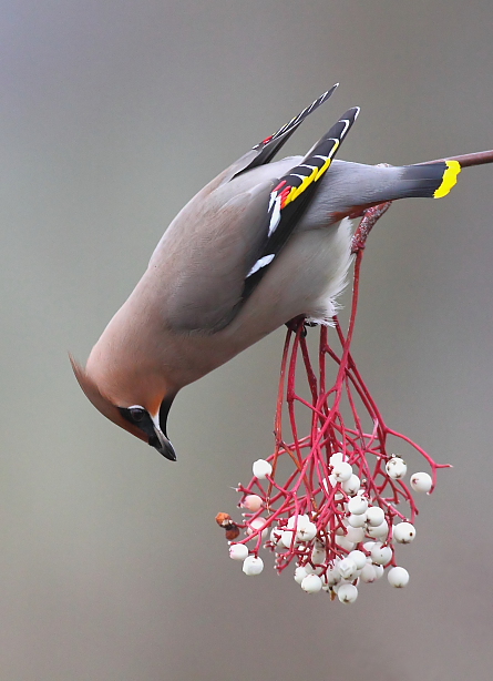 Waxwing