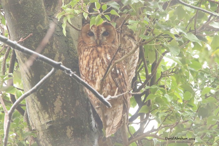 Tawny Owl 